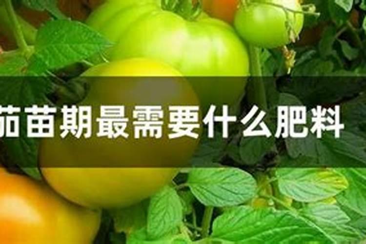血橙种植技术详解 如何种植血橙