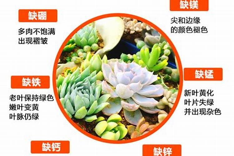 养花花肥用什么肥料好