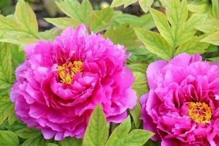 牡丹花怎样种植及施肥 牡丹花如何种植及施肥
