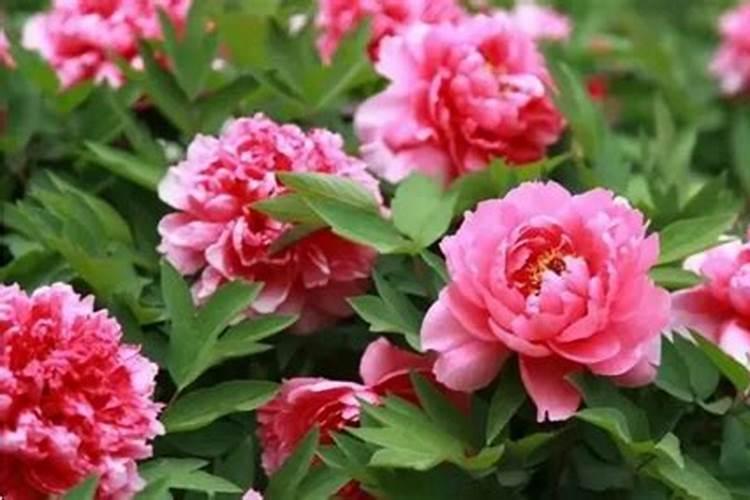 牡丹花怎样种植及施肥
