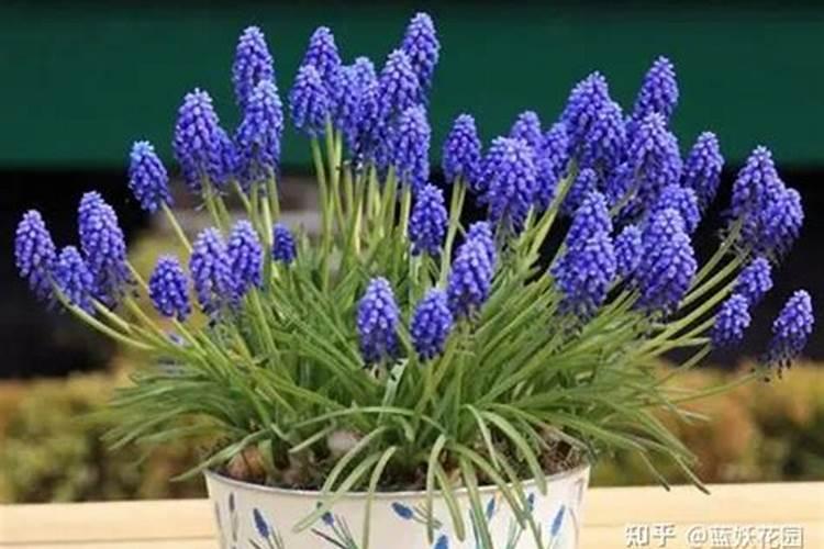 杜鹃花叶面可以喷硫酸亚铁吗(多长时间浇一次硫酸亚铁)