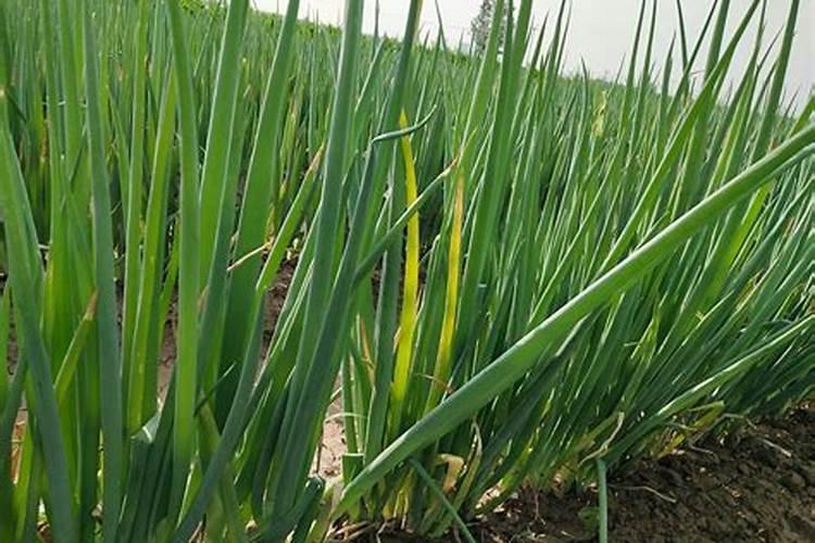 大葱种植高产施肥技巧大葱种植高产施肥应该怎么做