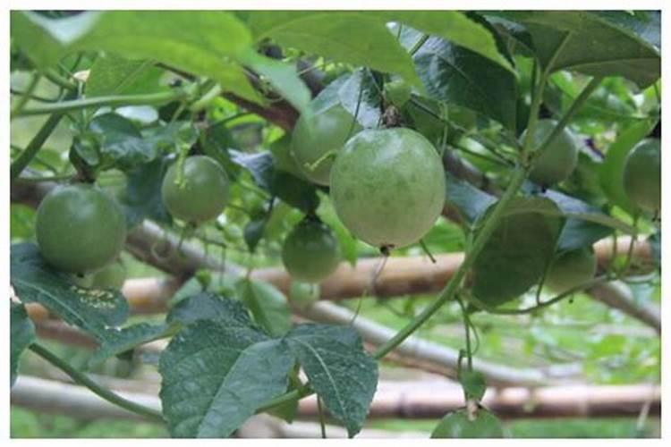 三角梅用什么肥料催花