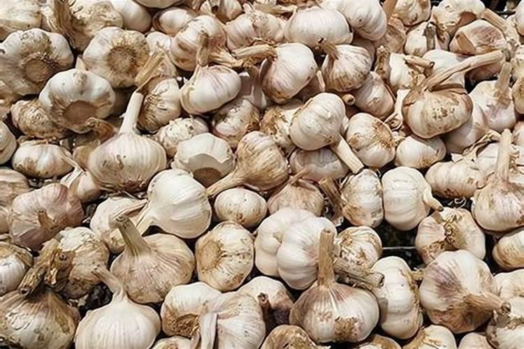 大蒜一亩地上多少肥料为合适