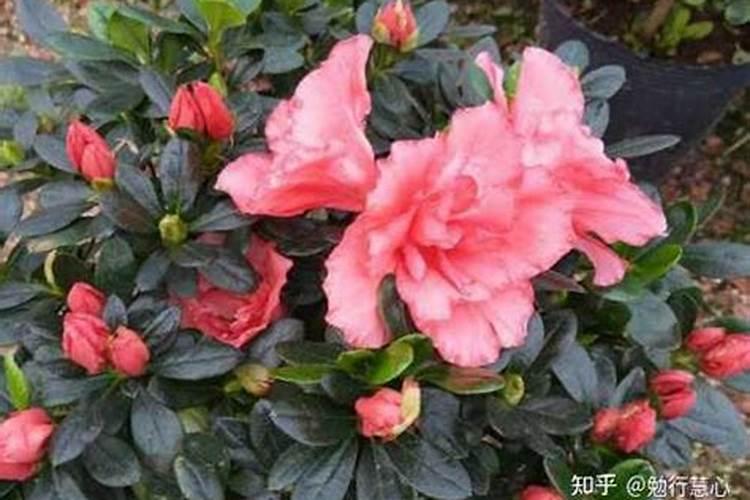 杜鹃开花期间施什么肥