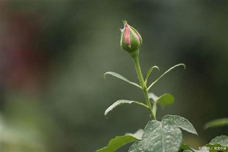 月季长花苞后怎么施肥 花蕾期施什么肥