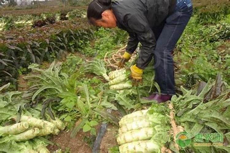 想让莴笋长得粗又产量多,要如何正确施肥？