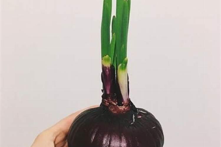 洋葱入春巧管护