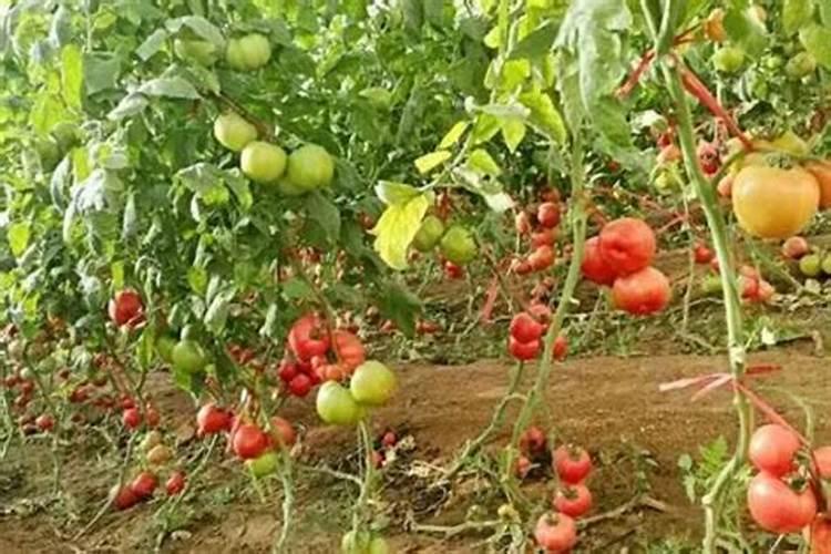 全国最好的硅肥厂家,大家来谈谈有哪些？