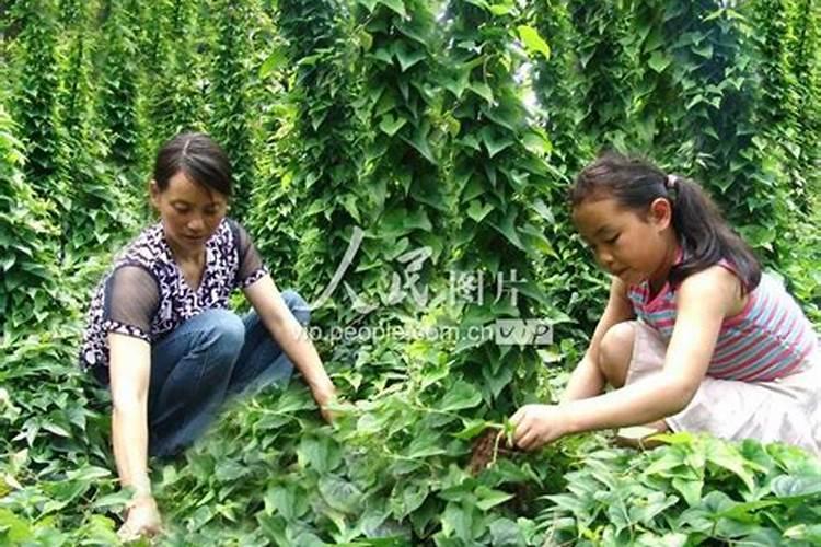 铁棍山药的种植方法有哪些 保证雨季排水畅通