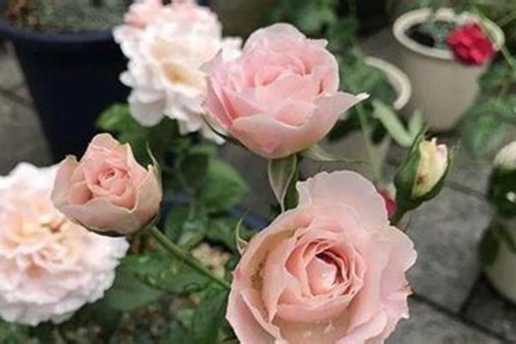 施什么肥让月季花开又多又大花瓣厚(自制月季花肥料)