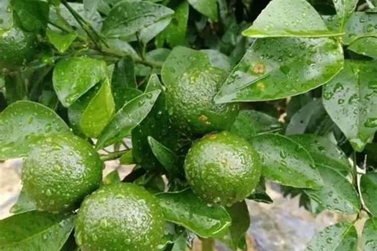 在柑橘开花的时候要用什么肥料才合适