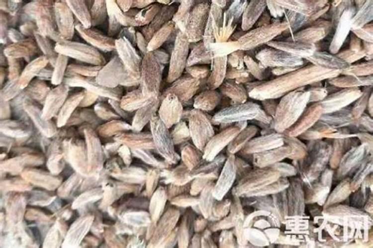 白术的施肥方法是什么