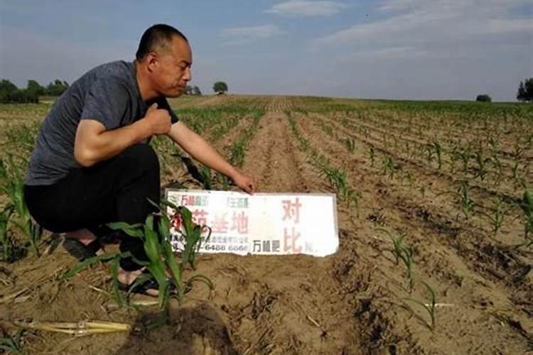 青菜怎么洗才没有农药