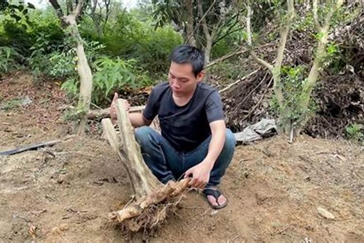 如何养护长寿花老树桩越养越旺盛