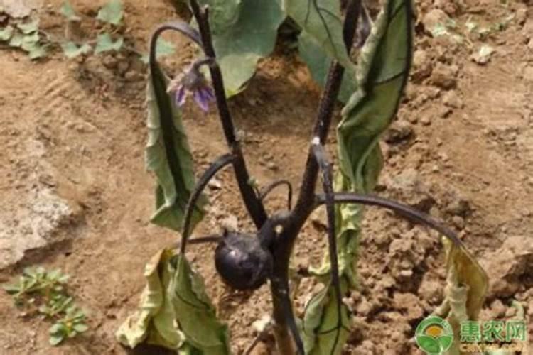 合理的追肥西红柿才能高产,西红柿种植该怎么追肥？