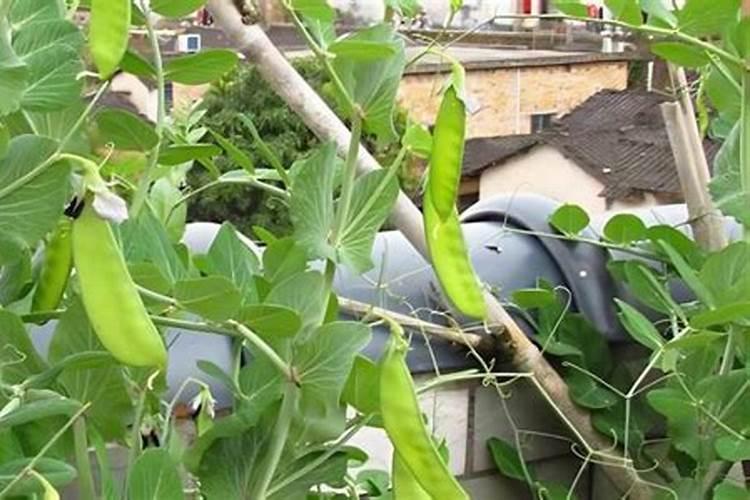 荷兰豆开花要施什么肥