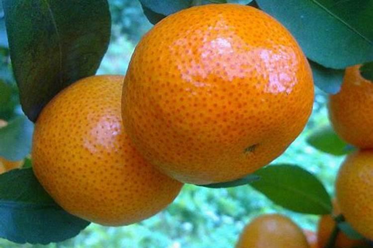 西瓜开花坐果期能浇水吗