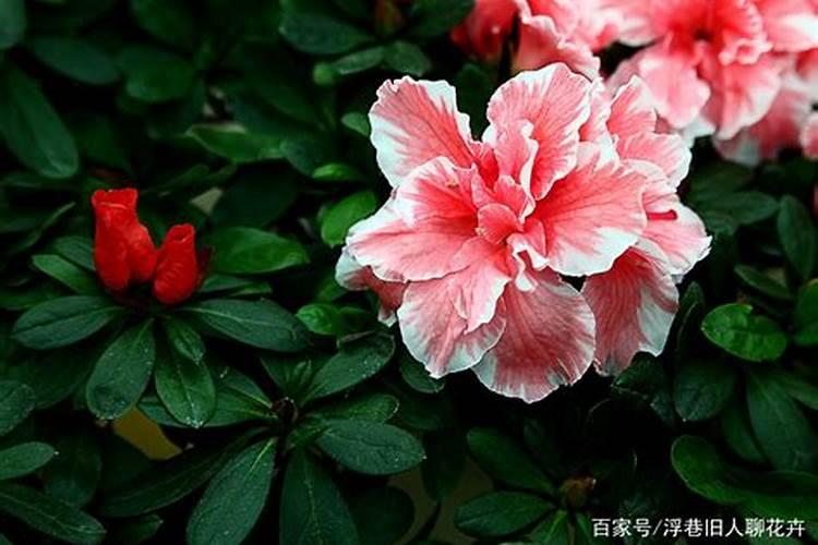 杜鹃花如何养护