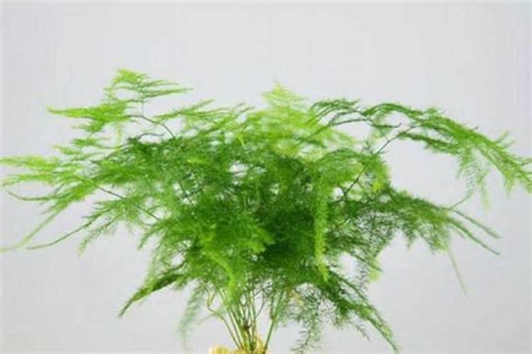 这80种花不施肥能养好就奇怪了
