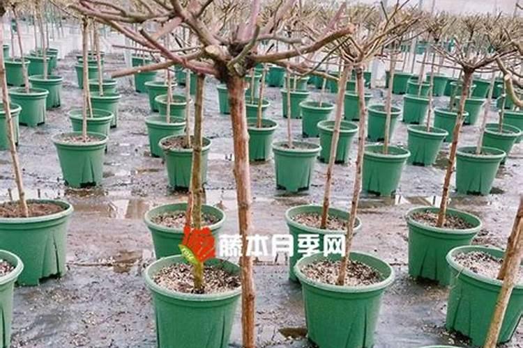 树状月季如何养成