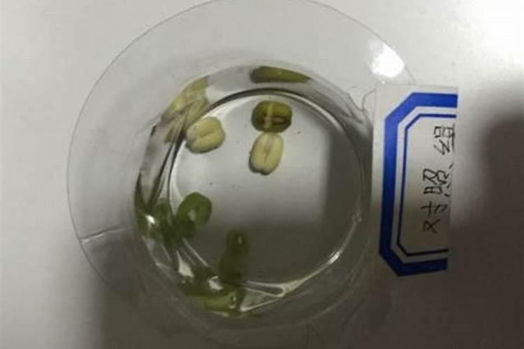 西农979栽培技术要点