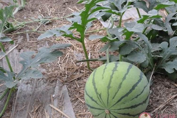 怎样种西瓜又大又甜 西瓜又大又甜 的种植方法