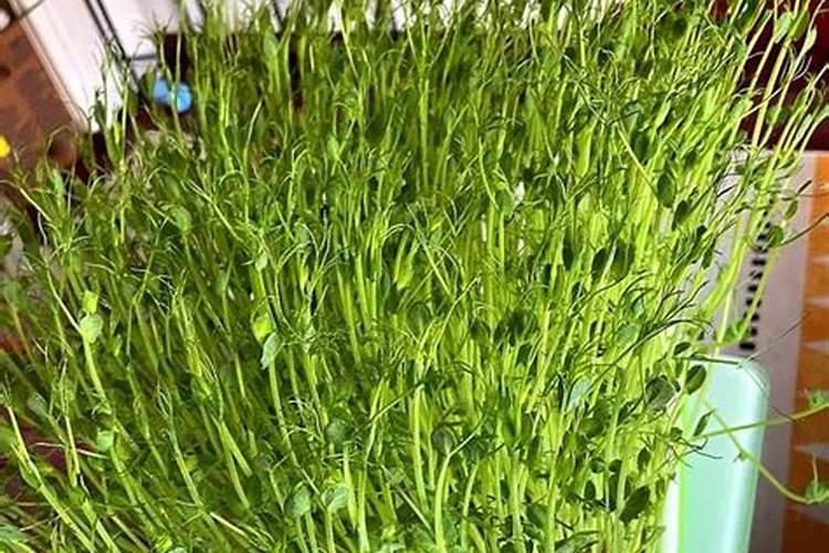 水溶肥到底怎么施用