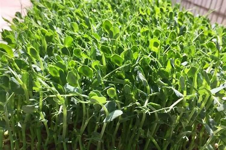 水培植物可以用水溶肥吗