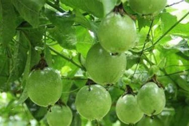 百香果如何施肥？百香果施肥用什么肥料？