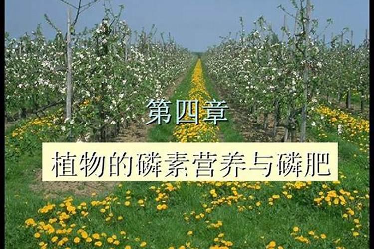 高磷肥料有哪些 什么是高磷肥