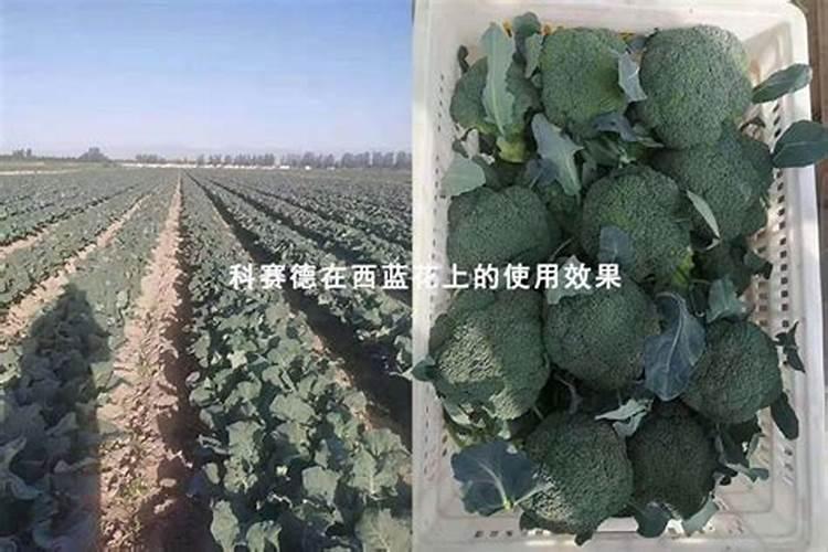 西兰花施什么肥最好