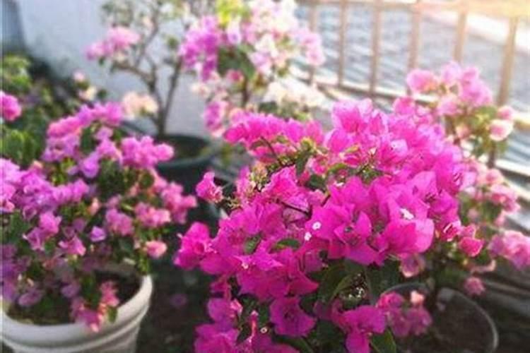 三角梅冬天还在发芽需要施肥吗,三角梅冬天怎样浇水施肥