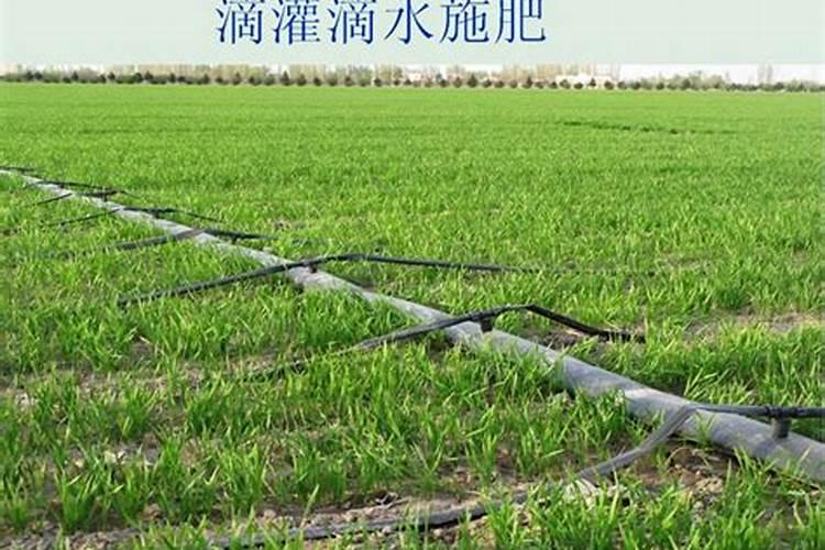 小麦生长中怎样做好水肥管理？