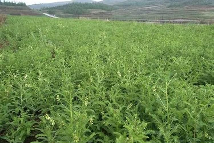 芸豆的养殖方法和注意事项