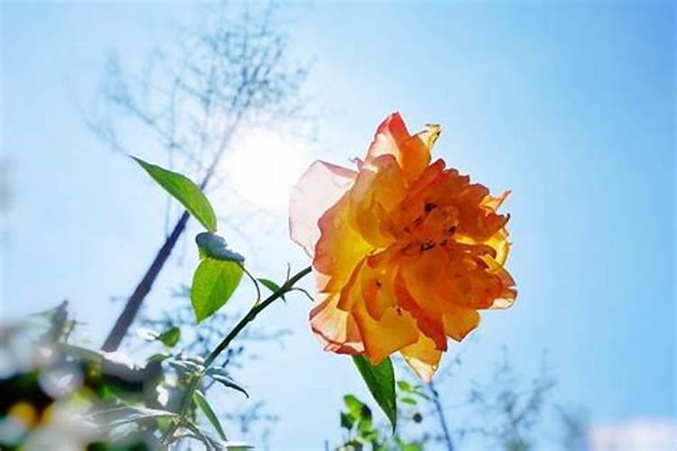 月季花的养殖方法有哪些