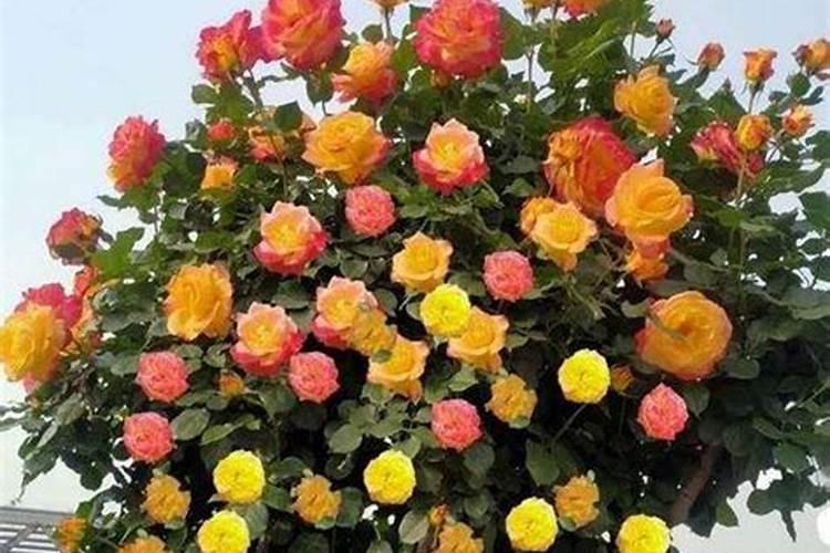 月季花施肥方法 怎样给月季花施肥