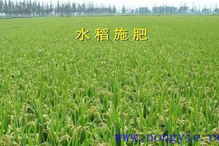 一亩水稻要放多少钾肥