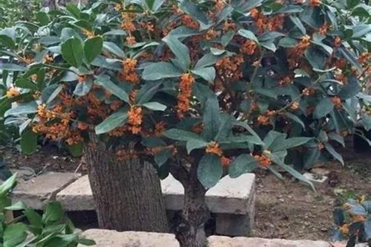 盆栽桂花可以施叶面肥吗
