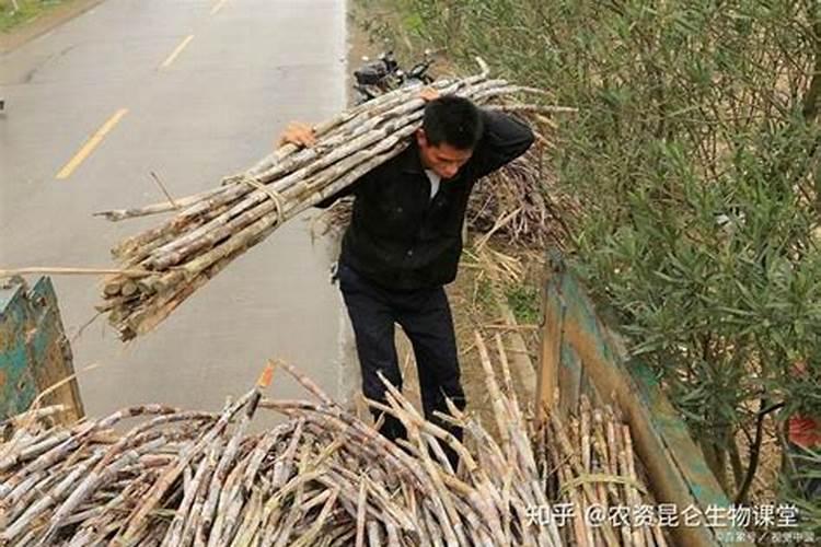 甘蔗施什么肥最好