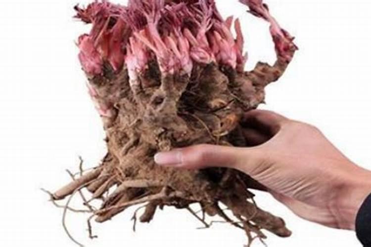 芍药花施什么肥好