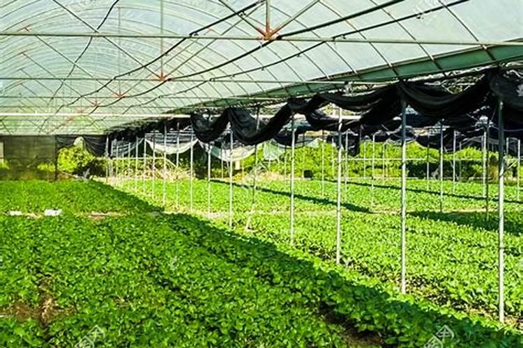 世界上十大名牌肥料排名