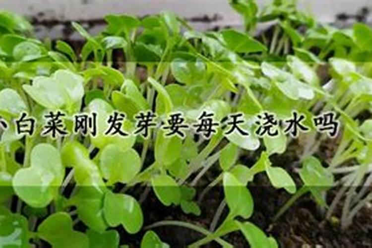 秋天种植的大白菜刚出苗3天,为了预防害虫,现在能不能喷施高氯甲维盐...