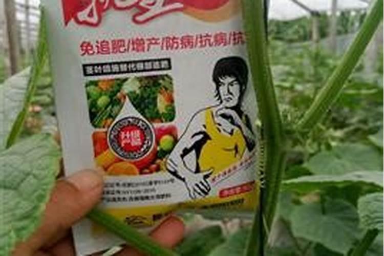 黄瓜果实膨大期如何使用叶面肥