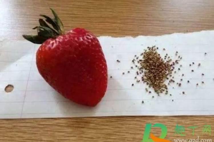 种草莓用什么肥料好 盆栽草莓施肥用什么肥料好