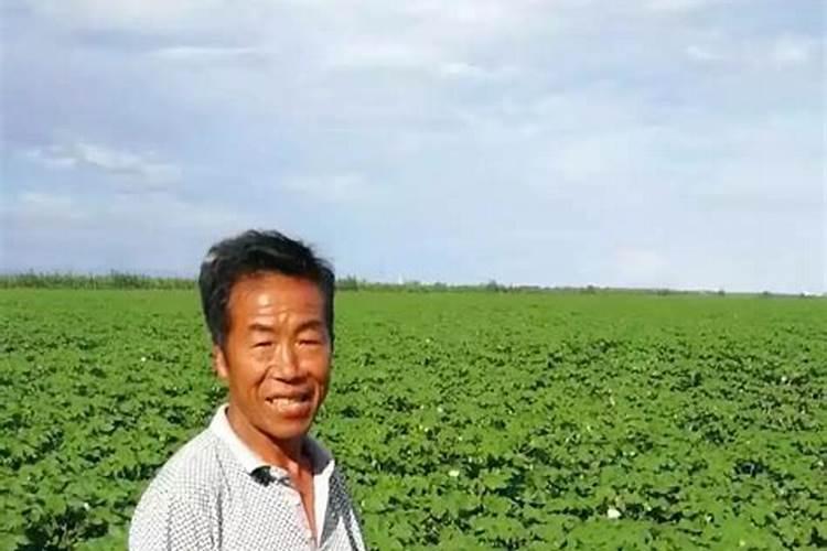 磷肥该如何施用？磷肥施用有什么技巧？