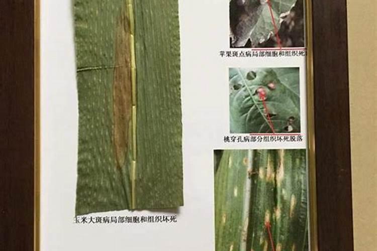 桃树叶子发黄打什么药