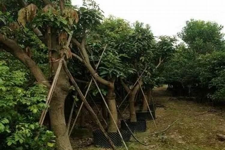 想问荔枝开花什么时候喷药