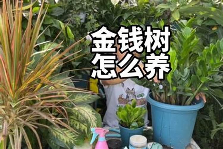 养兰花,学会自制磷肥,植株蹭蹭长,花朵开爆盆