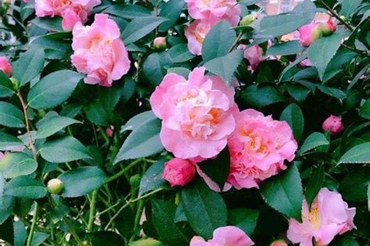 香妃茶花养殖方法